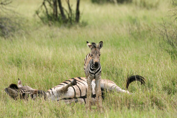 Obraz na płótnie Canvas Zebra Kruger Park South Africa