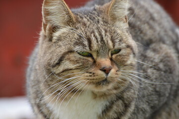 thick striped brown cat on a red-brown background close-up