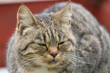 thick striped brown cat on a red-brown background close-up
