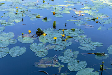 Water lilies blooming in the city pond. - obrazy, fototapety, plakaty