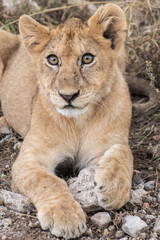 Fototapeta na wymiar lion cub
