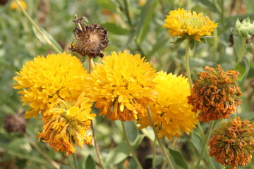 bee on a dandelion