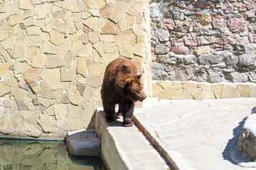 Brown bear walks in the aviary at the zoo