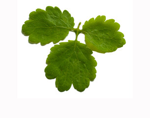 green leaf of celandine isolated on white background