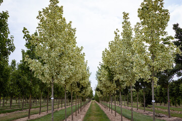 Acer platanoides Drummondii, view into a tree nursery