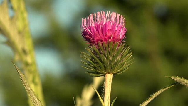 Fower of the curly plumeless thistle  (Carduus crispus)