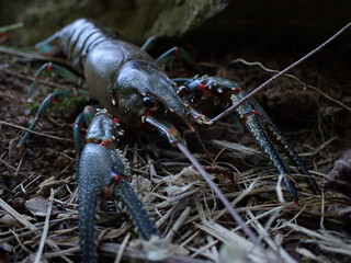 Land crayfish