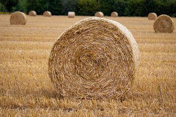 hay bundles on a harvested field