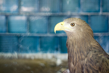 Close-up portrait of an eagle in a zoo