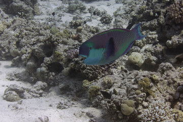 Heavybeak parrotfish (Chlorurus gibbus) in Red Sea