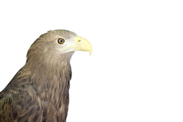 Eagle on isolate white background.