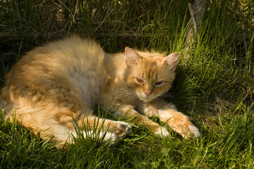 red cat lying on green lawn grass