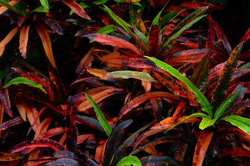 tropical leaves, dark green foliage, abstract nature background