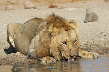 Naklejka na ściany i meble Lion Kruger Park South Africa