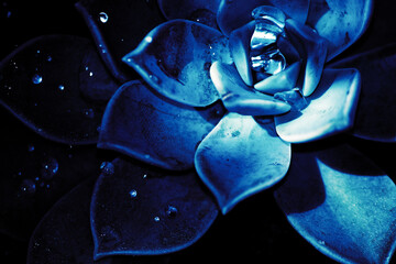 close up of blue flower