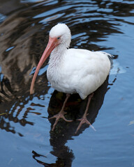 Ibis White Ibis bird stock photos. White Ibis bird standing in the water bathing displaying its white feather plumage, long orange beak in its habitat and environment. Image. Picture. Portraait.