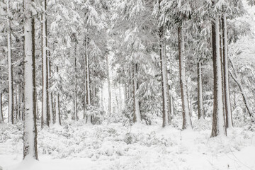 La forêt d'Ecouves en hiver (Orne, France)