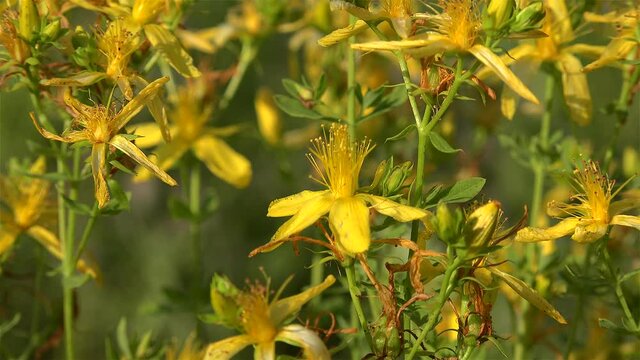 Yellow flowers of the St John's wort (Hypericum perforatum). Closeup