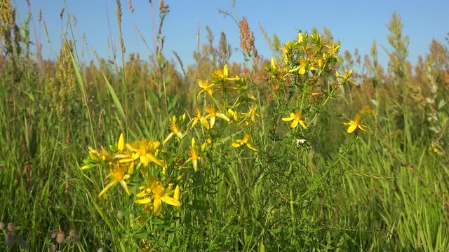 Yellow flowers of the St John's wort (Hypericum perforatum). 