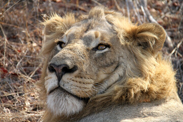 Lion Kruger Park South Africa