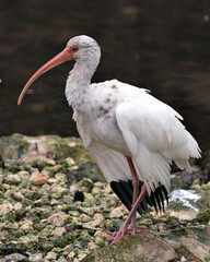 White Ibis Bird Stock Photos.  Image. Portrait. Picture. Blur background. Standing on rocks with moss. Spread wings.
