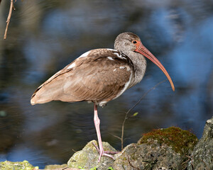 White Ibis Bird Photo. Image. Portrait. Picture. Juvenile bird. Standing on moss rocks with blur background.