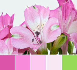 Close up beautiful fresh pink blossom of lilium (lily, lilies) flower, shallow depth of focus....