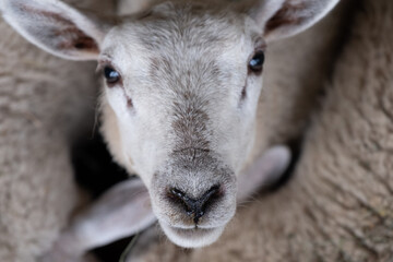 sheep eyes to eyes