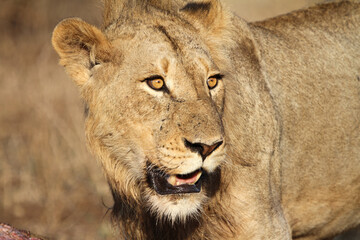 Lion Kruger Park South Africa
