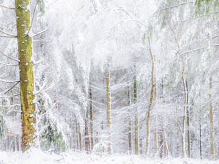 Une forêt en hiver