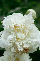 fading white peony flower close up