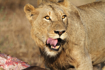 Lion Kruger Park South Africa