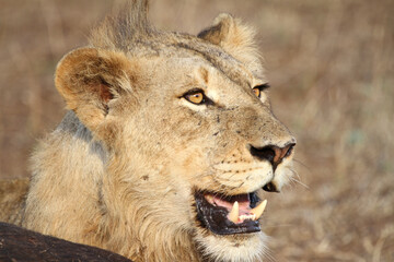 Fototapeta premium Lion Kruger Park South Africa