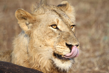 Obraz premium Lion Kruger Park South Africa