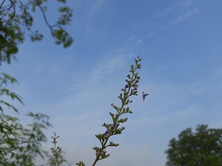 Vitex negundo (Nirgundi) plant with flowers. It's other name Chinese chaste tree, five-leaved chaste tree, or horseshoe vitex, or nisinda.  is a large aromatic shrub. It is an Ayurvedic medicine.