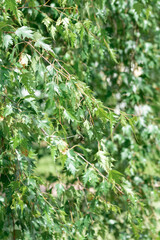 natural background of a wild green plant close up