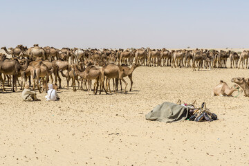 A large herd of camels drink water from a water reservoir in the desert, Chad