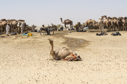A large herd of camels drink water from a water reservoir in the desert, Chad