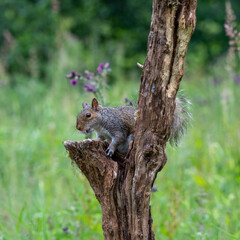 Close up portrait of a Grey Sqirrel (Sciurus carolinensis) in a tree in parkland