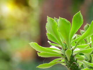 Fototapeta na wymiar abstract green nature blur background