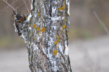 birch trunk in autumn