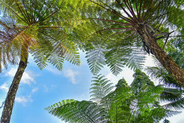 Fototapeta premium Many giant fern trees in a tropical rain forest with a background of blue sky and white clouds. can be used as background and wallpaper