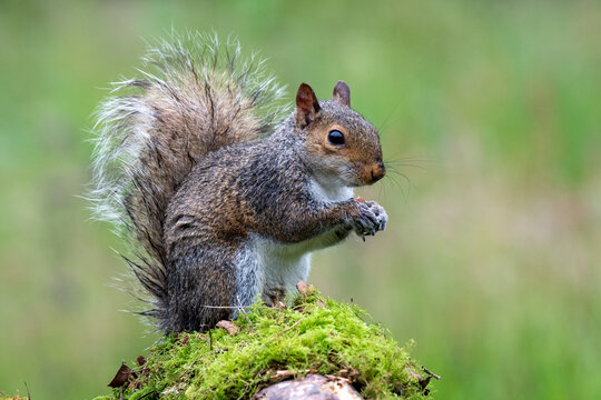 Close up portrait of a Grey Sqirrel (Sciurus carolinensis) in a tree in parkland