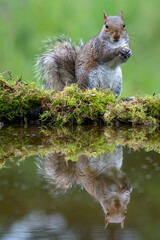 Grey squirrel (Sciurus carolinensis) and reflection in parkland