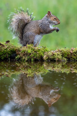 Grey squirrel (Sciurus carolinensis) and reflection in parkland