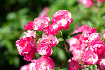 garden rose Bush in the Park close up