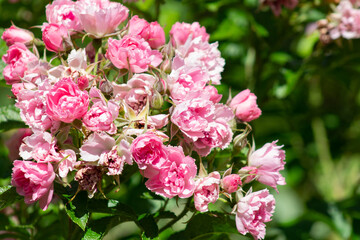 garden rose Bush in the Park close up