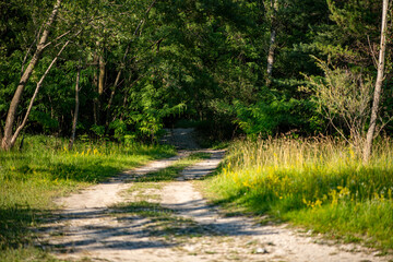 dirt road leading to a green forest