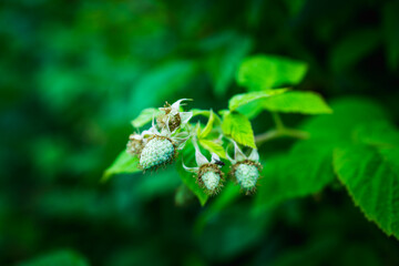 Raspberry bush with unripe berries in the garden. Selective focus.