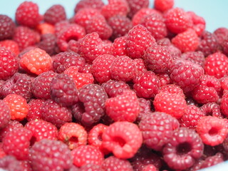 Gesammelte vitaminreiche und gesunde Himbeeren (Rubus idaeus)